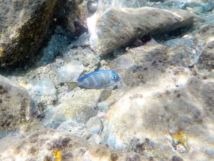 Blue Tang in his 