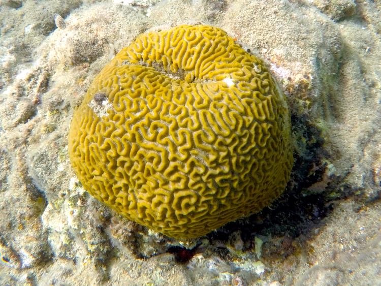 Symetrical Brain Coral