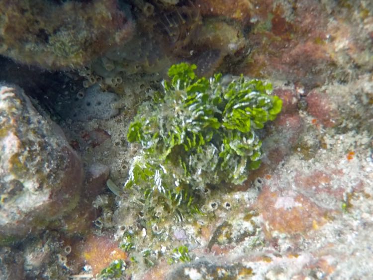 Three Finger Leaf Algae