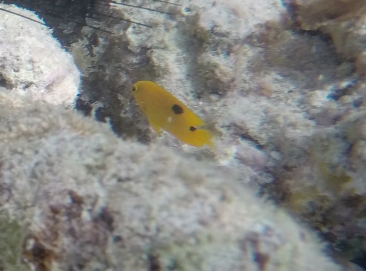 Threespot Damselfish Juvenile (1.5