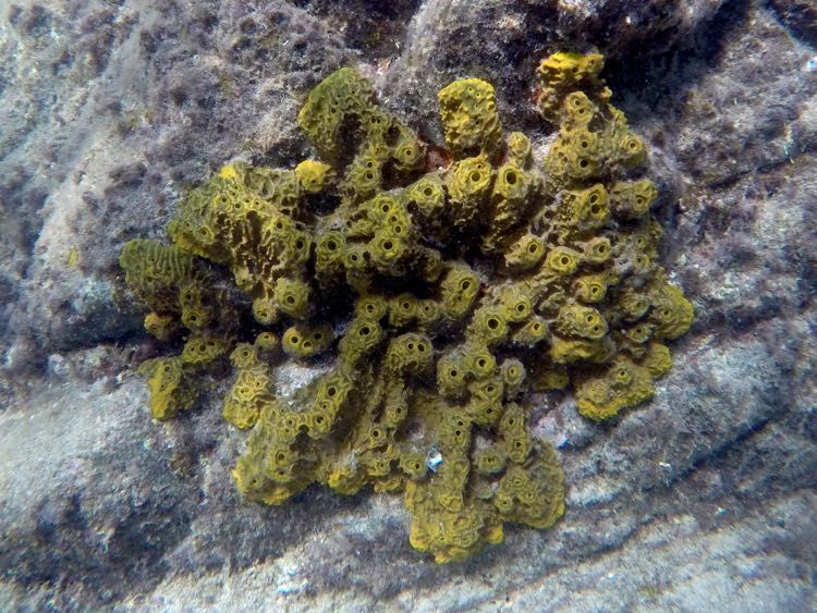 Touch Me Not Sponge