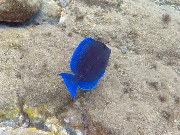 Blue Tang intermediate