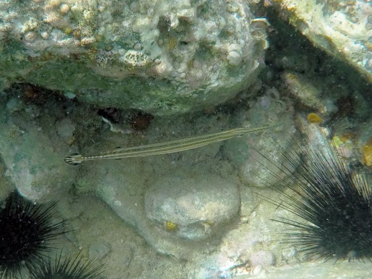 Trumpetfish