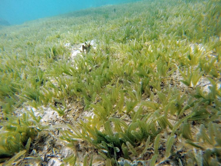 Turtle Grass