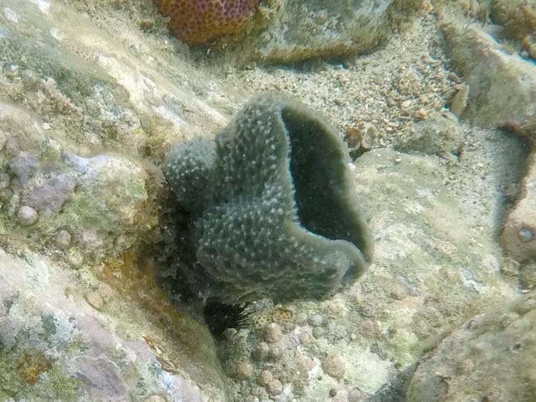Vase Sponge