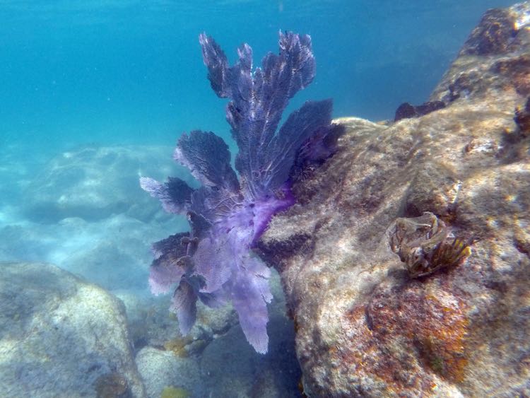 Venus Sea fan