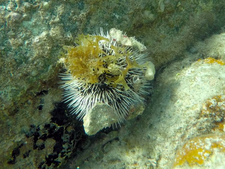 West indean Sea Egg