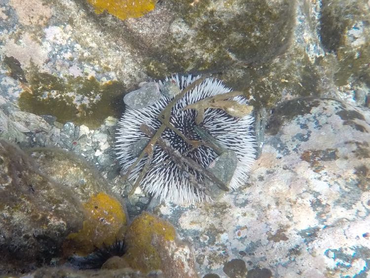 West Indian Sea Egg