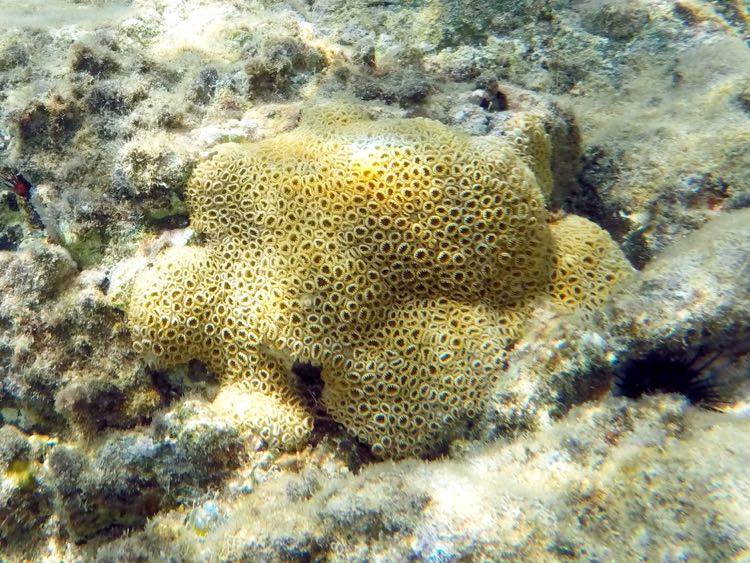 White Encrusing Zoanthid