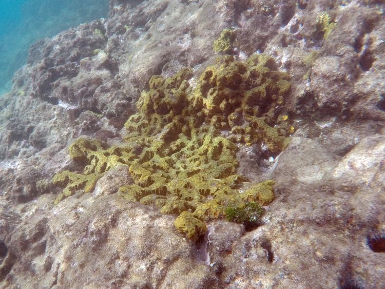 White Lumpy Encrusting Sponge