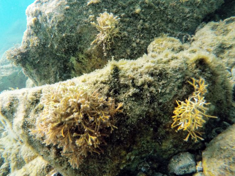 Y red algae