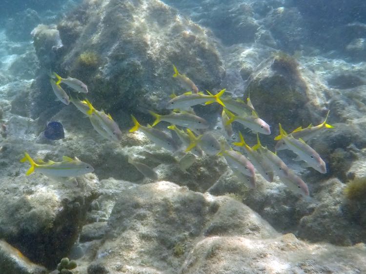 Yellow Goatfish (10