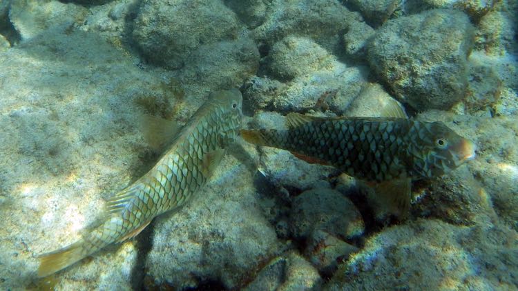 Yellowtail and Stoplight Parrotfishes