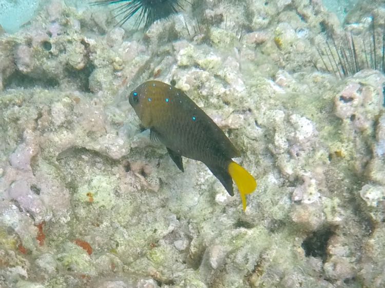 Yellowtail Damselfish Femail (5