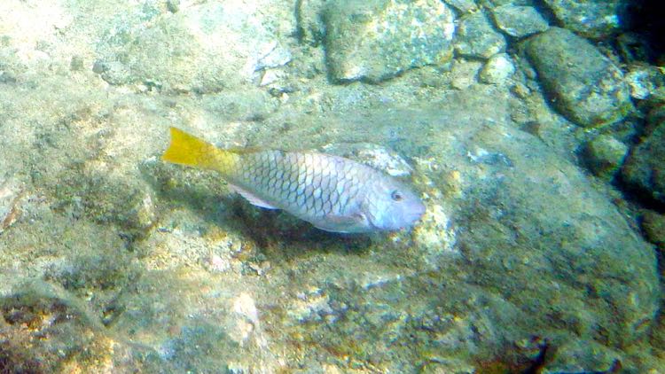 Yellowtail Parrotfish (12