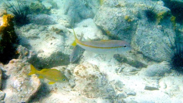 Yellowtail Snapper