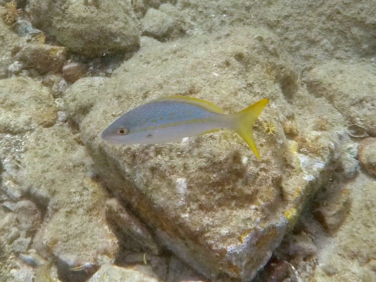 Yellowtail Snapper Juvenile (4