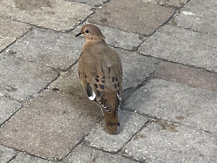 Zenaida Dove