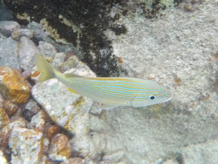 Bluestriped Grunt