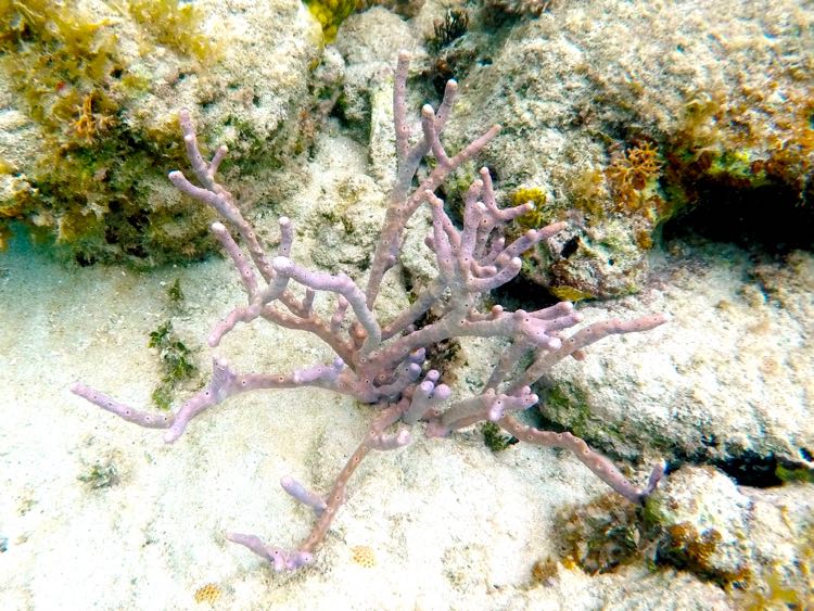 Branching Tube Sponge