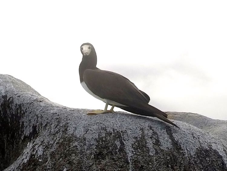 Brown Booby