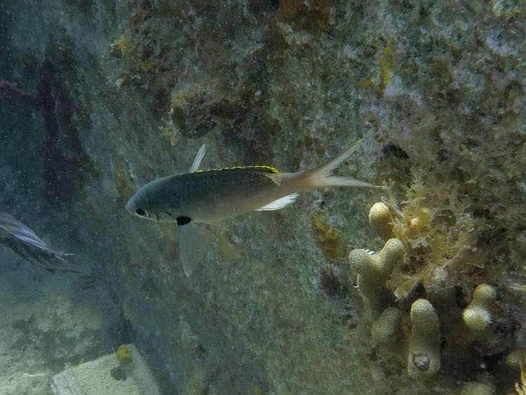 Brown Chromis