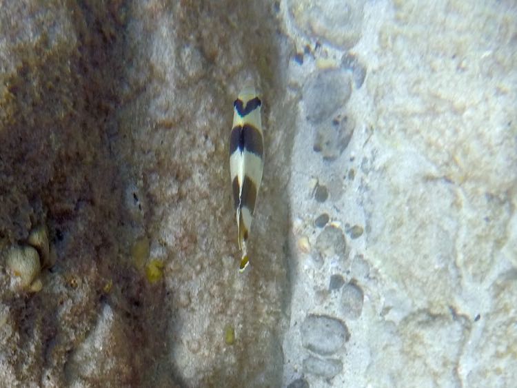 Banded Butterflyfish (8