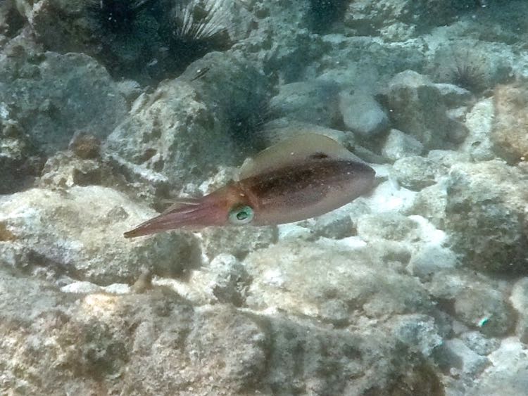 Caribbean Reef Squid