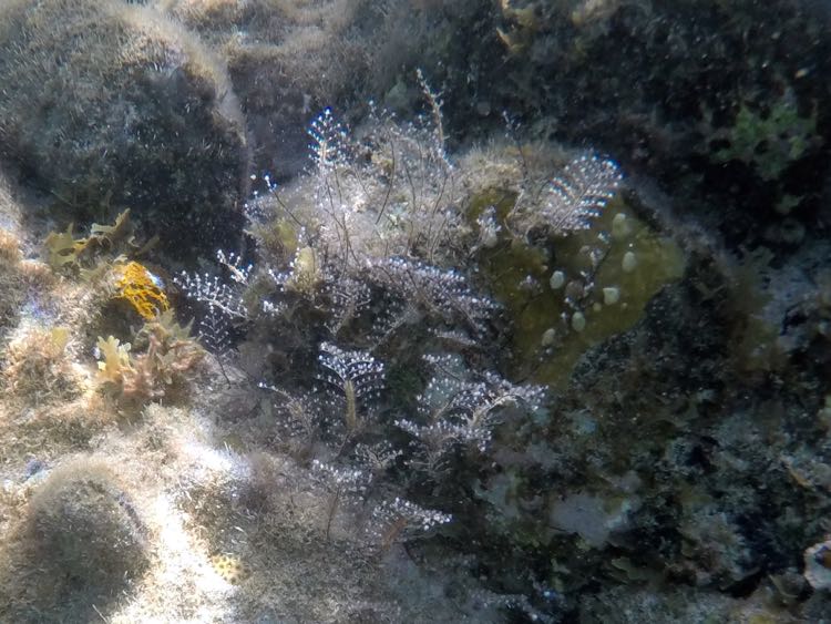 Christmas Tree Hydroid