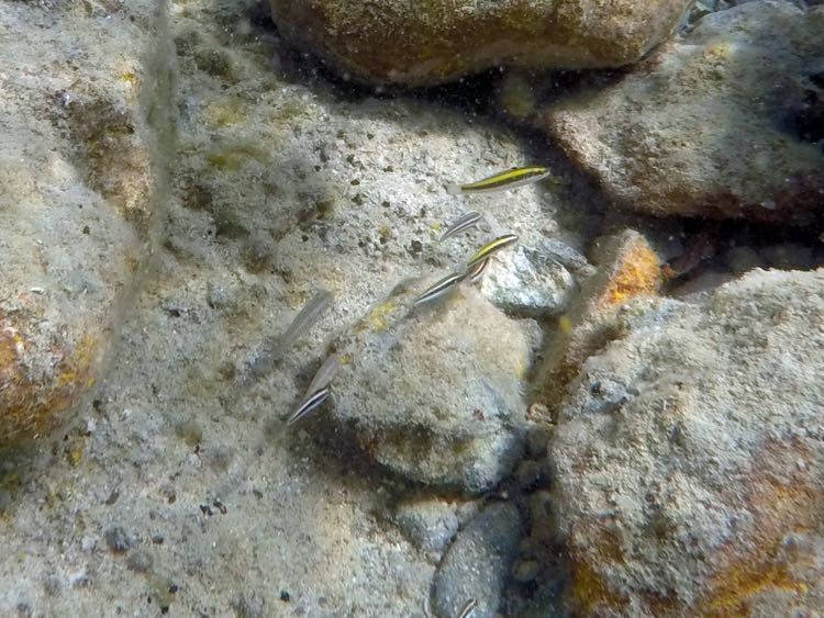 Cleaning Goby (white) & Bluehead wrass juvenile (yellow)