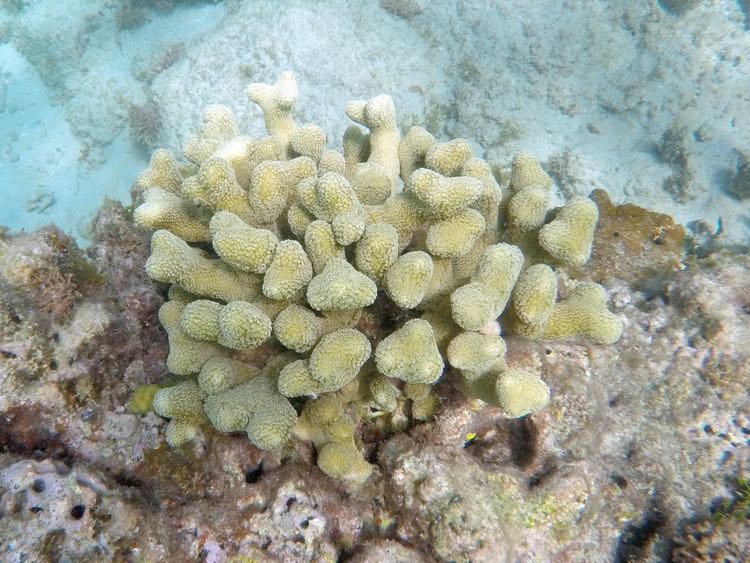 Clubtip Finger Coral