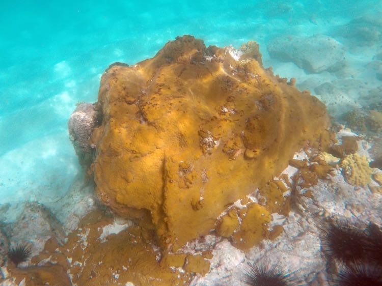 Coral Encrusting Sponge