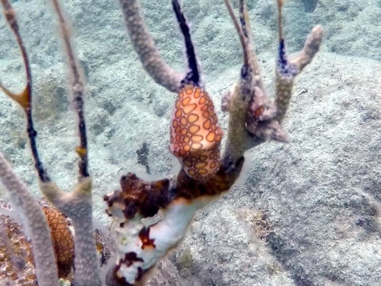 Flamingo Tongue (3/4
