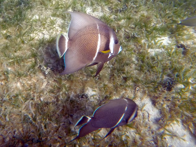 French Angelfish Intermedate (10