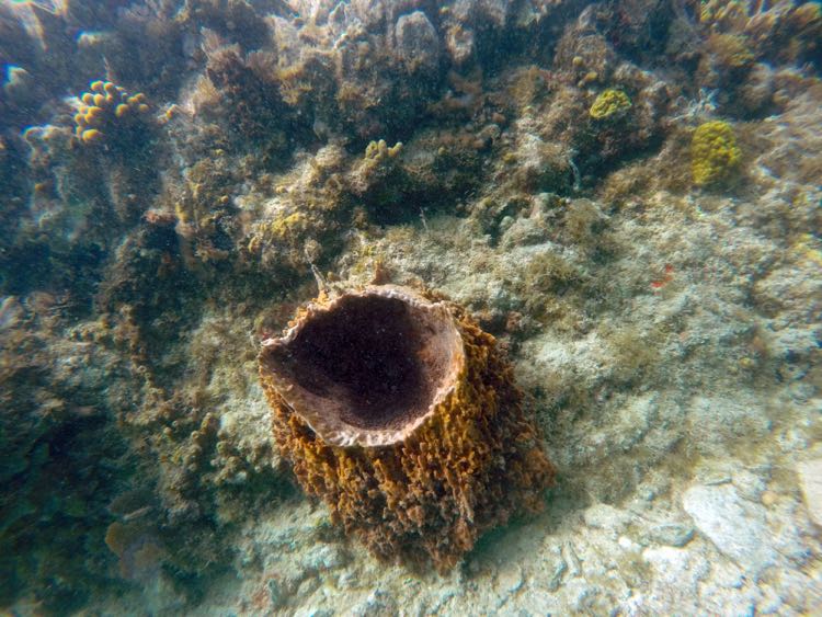 Giant Barrel Sponge