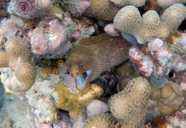 Goldentail Moray Eel