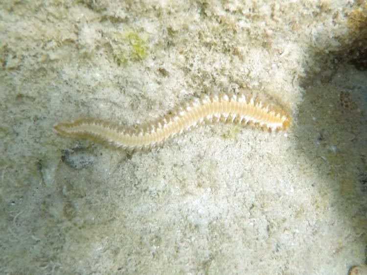 Bearded Fireworm