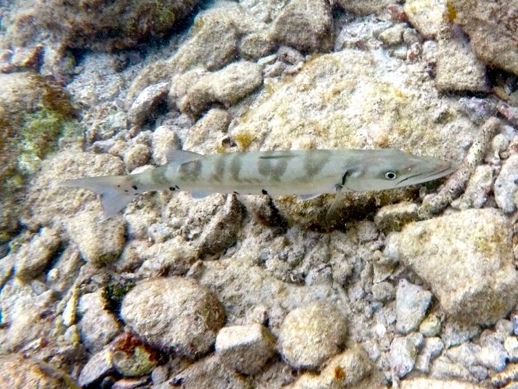 Great Barracuda (18