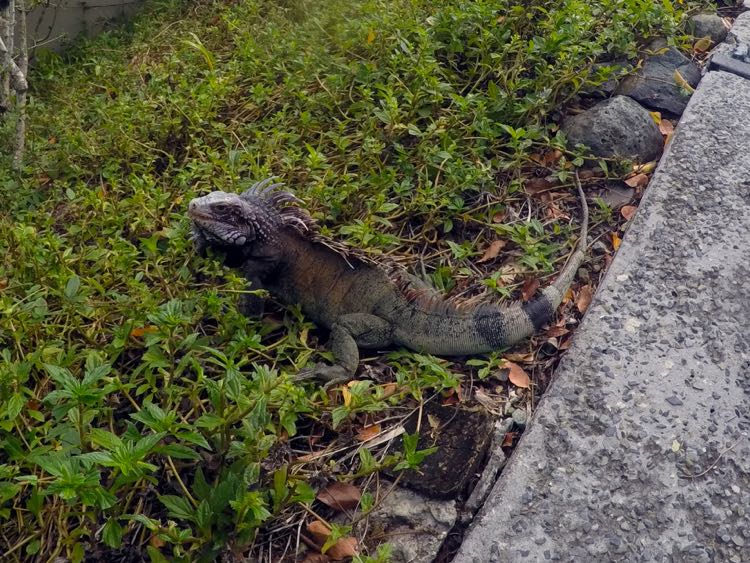 Green Iguana