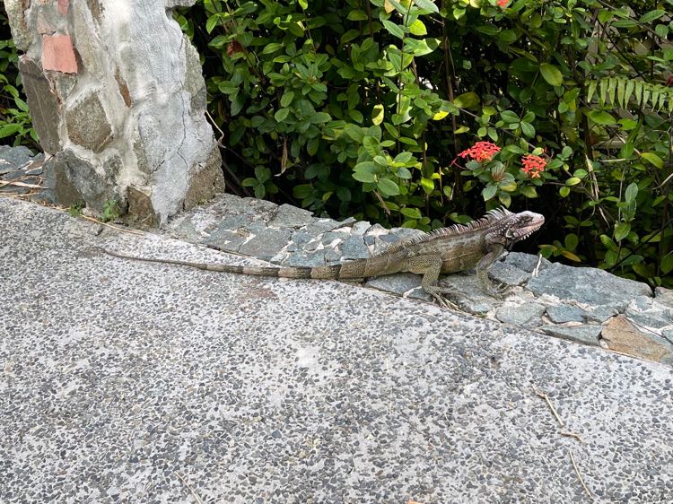 Green Iguana