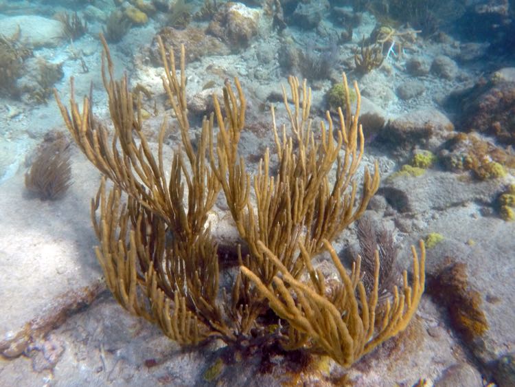 Bent Sea Rod