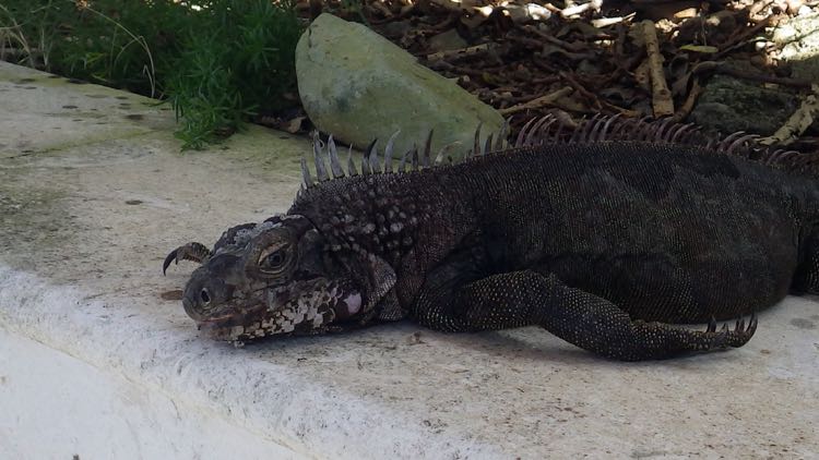 Green Iguana Mature sunning on a wall