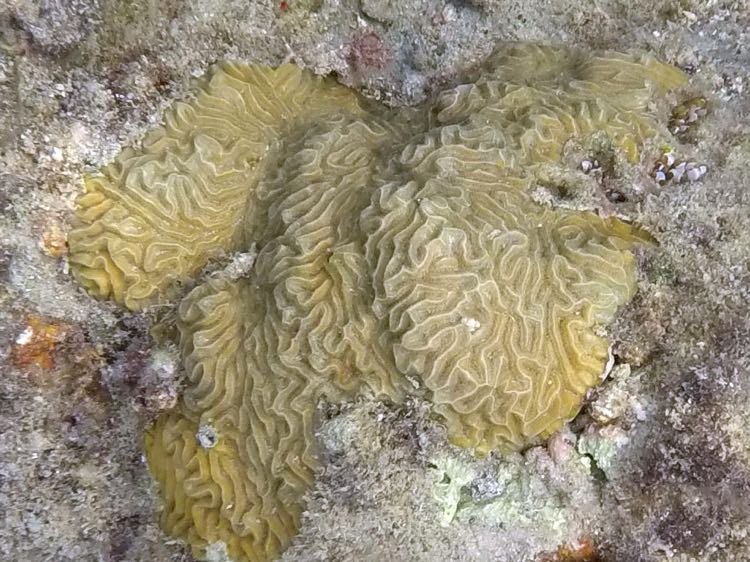 Knobby Brain Coral