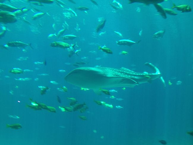 136 Whale Shark