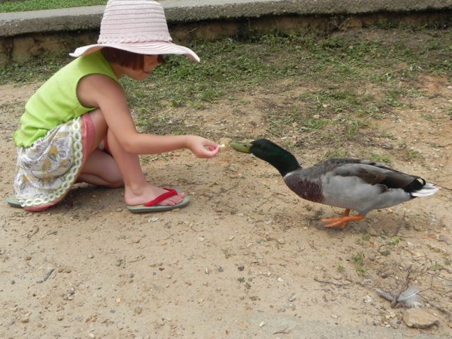 159 Duck Friend
