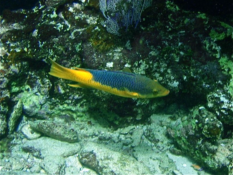 Spanish Hogfish