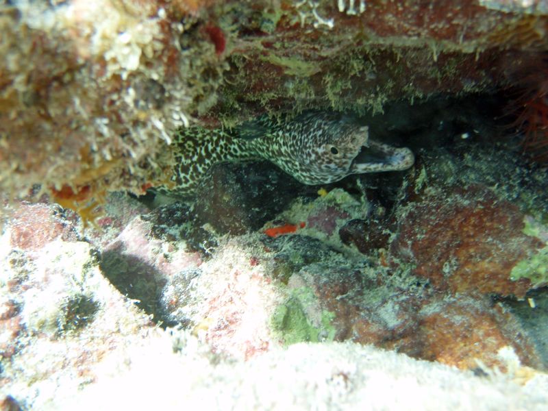 Spotted Moray Eel