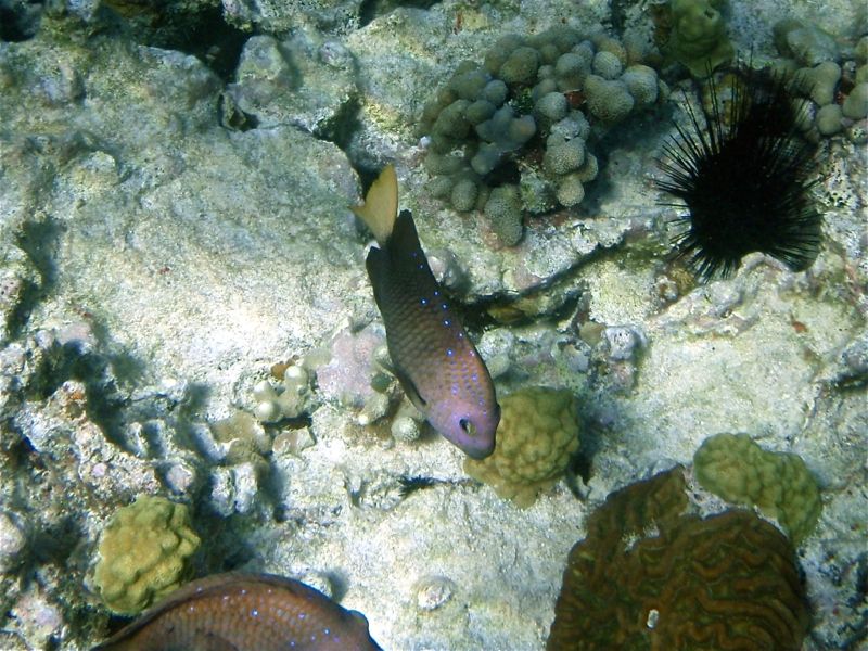 Yellowtail Damselfish (Male)