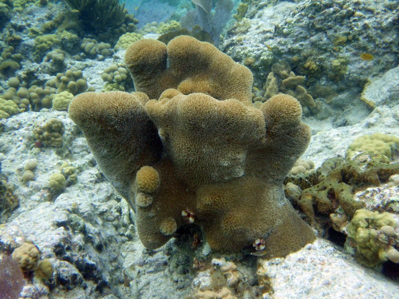 Pillar Coral