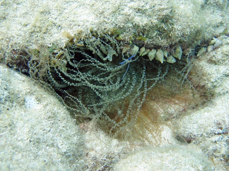 Corkscrew Anemone